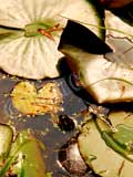 image of a turtle in a pond