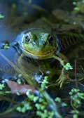 image of green frog