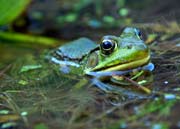image of green frog in pond
