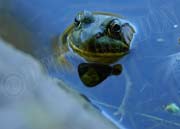 image of frog in water