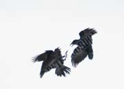 image of Ravens in mid combat