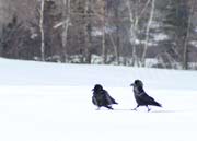 image of Ravens hanging out