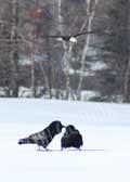 image of Ravens chatting with approaching Eagle