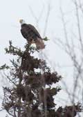 image of Eagle on top of tree