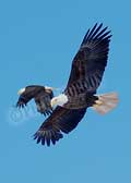 image of Two eagles flying