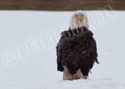 image of Elder eagle