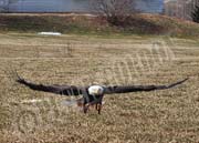 image of Eagle landing