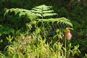 image of Fern and Ladyslipper