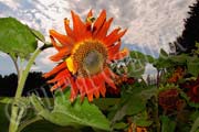 image of Sunflower and bee