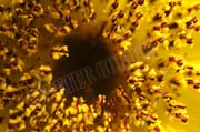 image of Macro of Sunflower