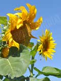 image of Curvy Sunflower