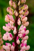 image of Lupin