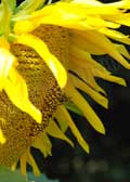 image of Sunflower