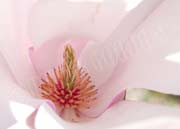 image of Center of a pink Magnolia