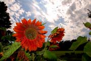 image of Orange Sunflowers