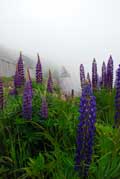 image of Lupins in the mist