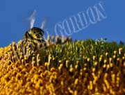 image of bee gathering pollen