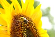 image of bee on sunflower