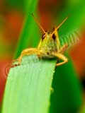 image of grasshopper on blade of grass