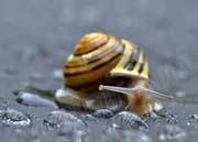 image of snail and water drops