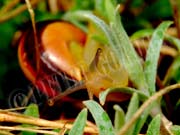 image of snail through the grass