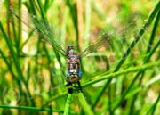 image of Resting dragonfly