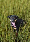 Image of dog in grass