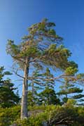 image of Island pines