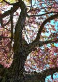 image of Cherry tree in spring