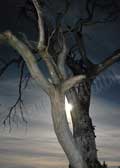 image of night tree