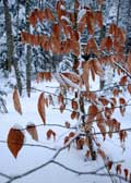 image of Winter beech leaves