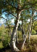 image of birches