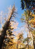 image of autumn trees