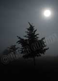 image of full moon night fog