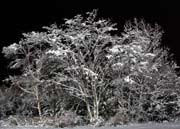 image of Point Pleasant park, snowy trees