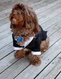 image of well dressed pooch 