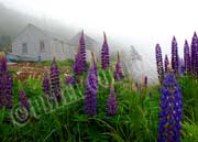 image of Foggy lupins